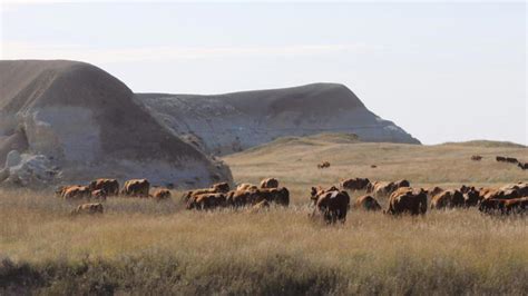 Electronic livestock brand inspection program replaces paper records in ...