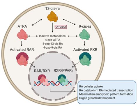 Differentiating Neuroblastoma: A Systematic Review of the Retinoic Acid ...