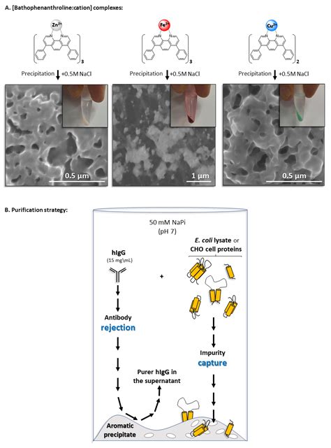Purification of Human IgG with Bathophenanthroline Zn2+, Fe2+ or Cu2 ...