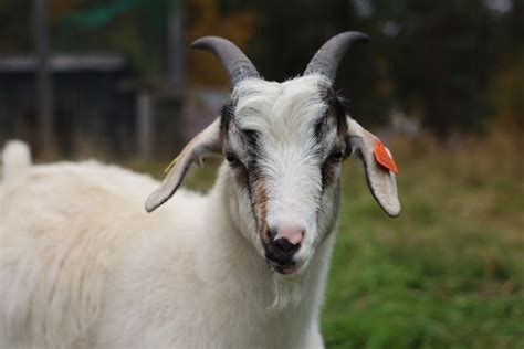 26 Facts About Cashmere Goat - Facts.net