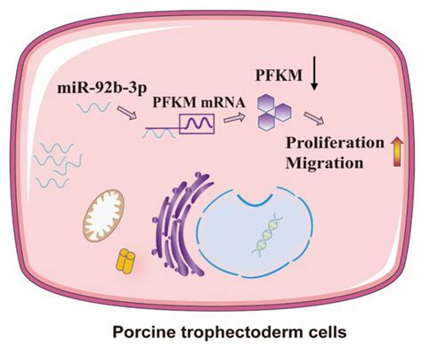 Ssc-miR-92b-3p Regulates Porcine Trophoblast Cell Proliferation and ...