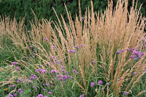 Easy to Grow Perennials: Ornamental Grasses | a Blade of Grass | Boston ...