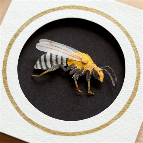 Squash Bee – The Paper Ark
