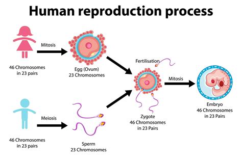 genetics reproductive health | Human, Infographic, Business card mock up