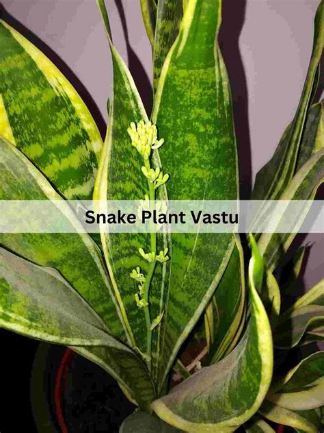 Snake Plant Vastu Direction - Succulent Path