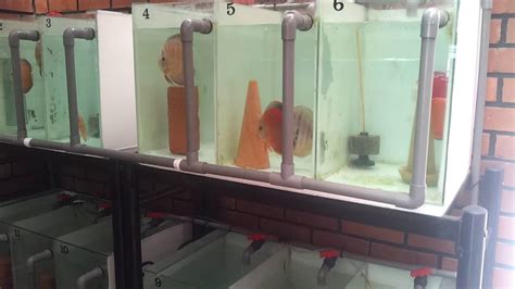 Image result for Setting Up a Discus Tank