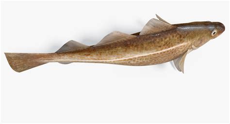 Cod Animation 的图像结果