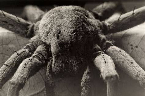 Insects And Spiders