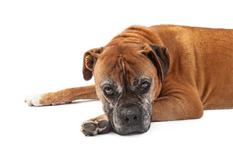 Old boxer dog looking sad | Premium Photo