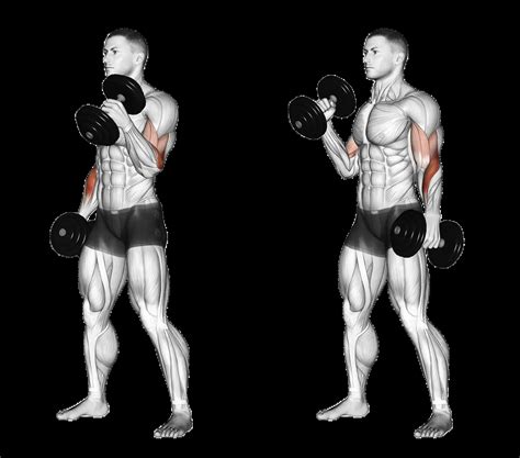 Alternating Dumbbell Hammer Curl: Guide, Muscles Worked, Tips | Athlemove