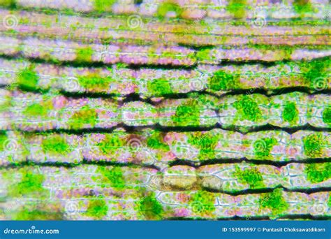 Plant Cell Under the Microscope View Stock Image - Image of botany ...