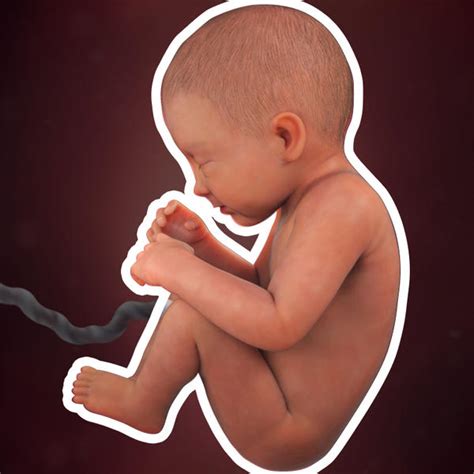 Fetal development - 34 weeks pregnant - BabyCenter Canada