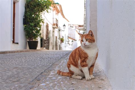 Big Cat In Spanish