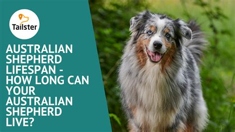 Life Expectancy Australian Shepherd at Isabelle Rivers blog