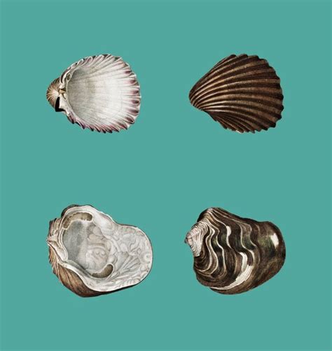 Images de Coquillage Dessin Realiste – Téléchargement gratuit sur Freepik