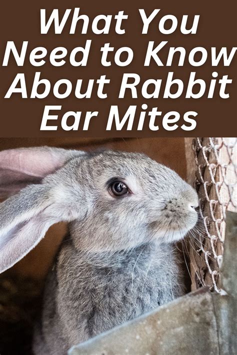 Rabbit ear mites 4 signs to watch for and how to treat it – Artofit