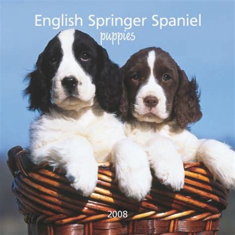 English Springer Spaniel Puppies 2008 Mini: Mini 6x6 : Amazon.in: Books