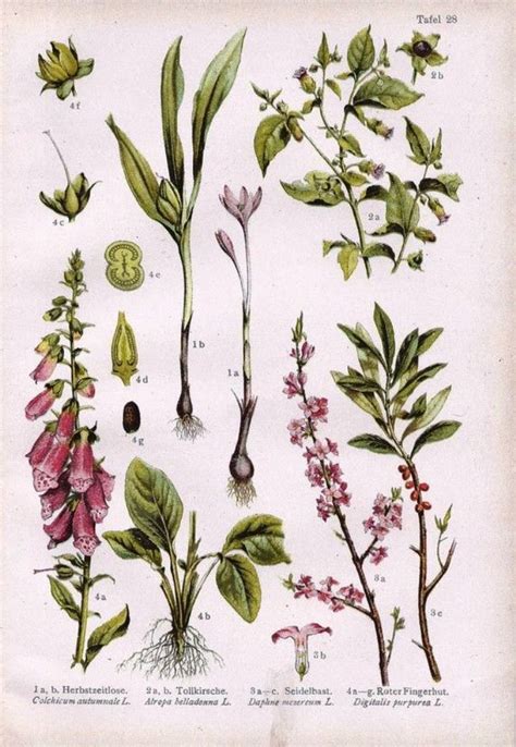 botanical illustration jobs uk