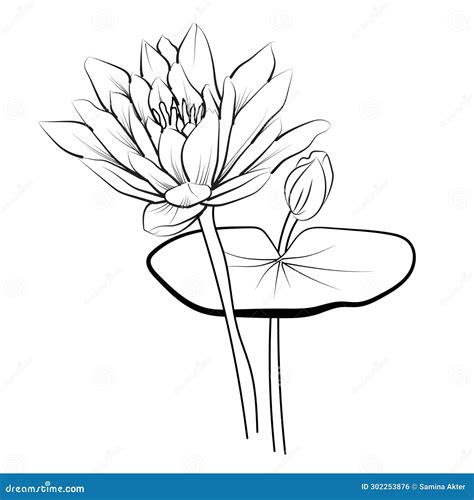 Lily Pad Water Lily Drawing, Simple Lily Pad Drawing, Simple Easy Water ...