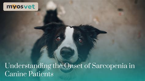 Understanding the Onset of Sarcopenia in Canine Patients – Myos Vet