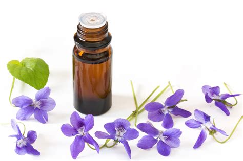 Violet for Skin Care and Medicinal Use - Healthy Hildegard