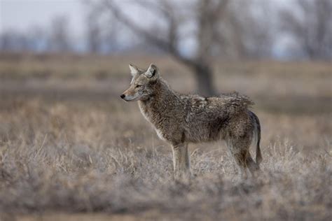 So sad to see this coyote with mange… : r/wildlifephotography