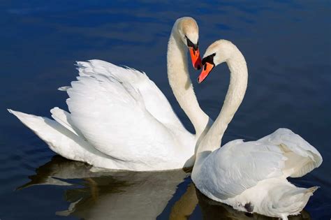 Swan vs. Goose: What's the Difference?