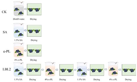 Preparation, Characterization, and Application of Sodium Alginate/ε ...