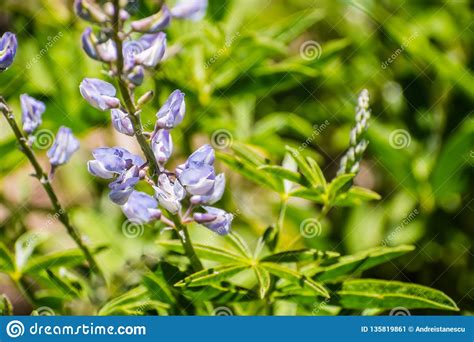 Close Up of Purple Silver Lupine Lupinus Albifrons Wildflowers Blooming ...