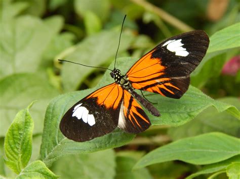 Orange black butterfly with white spots free image download