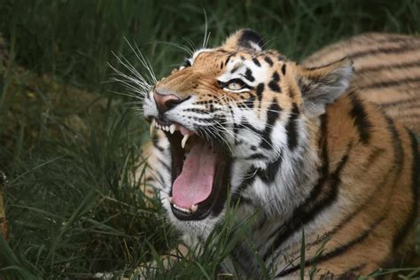 Do Tigers Purr Like Cats and Roar Like Lions? Tiger Sounds Explained ...