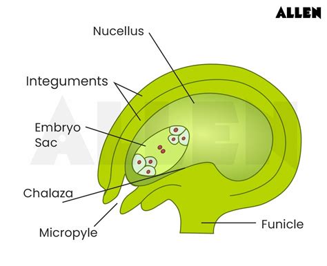 Ovule: Structure, Parts, Location and Types