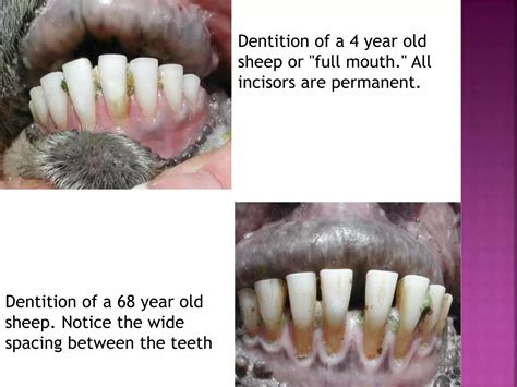 Dentition of sheep and goat | PPTX