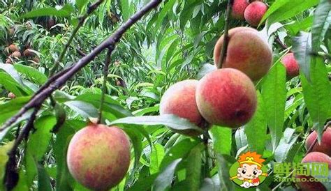 桃类水果有哪些品种，桃类水果品种大全名字图片(2) - 鲜淘网