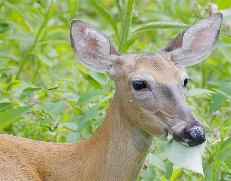Too many hungry deer are lowering diversity of native plants in eastern ...