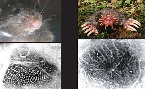 Image result for Forebrain Evolution