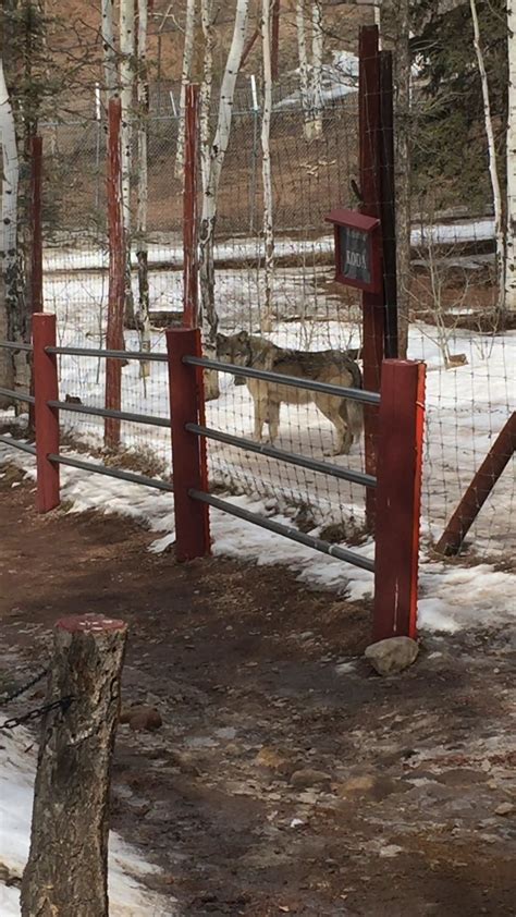 Image result for Coolest Wolves Howling