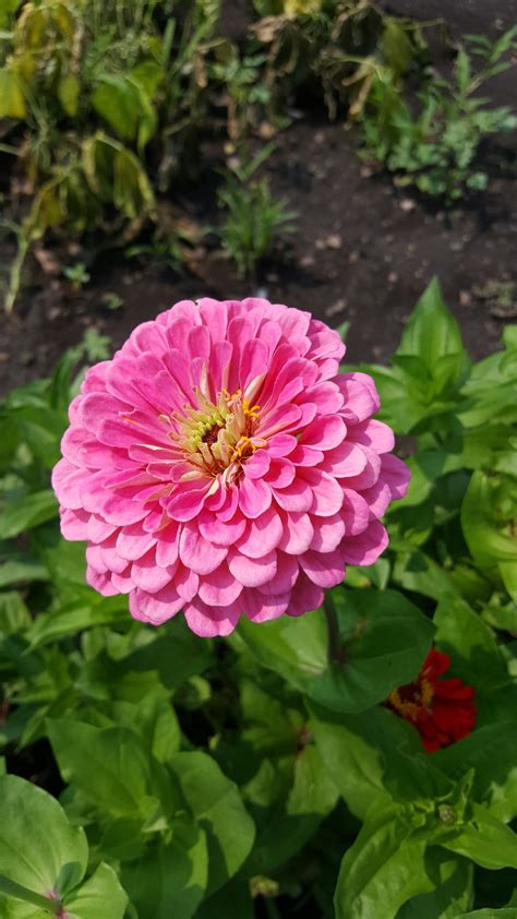 How to Grow Zinnias in Pots: From Seed to Colorful Blooms — Meadowlark ...