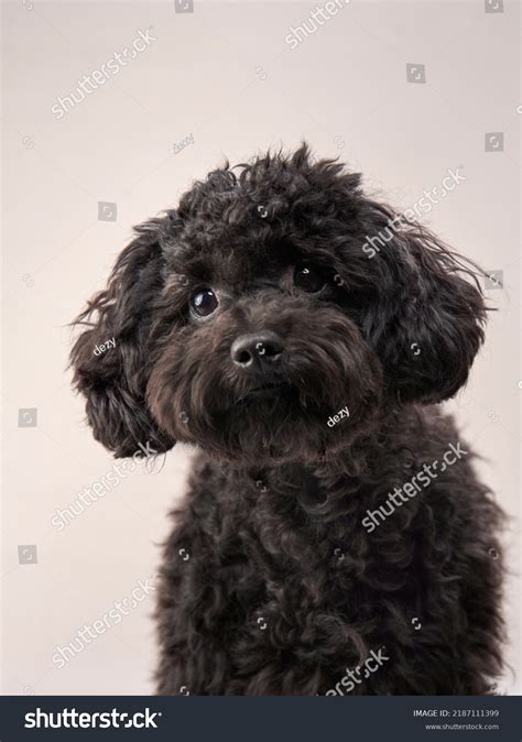 Black Maltese Poodle For Sale at Rosetta Cogan blog