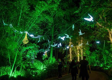 Tickets to LA Zoo Lights (Updated 2022) - SoCal Field Trips
