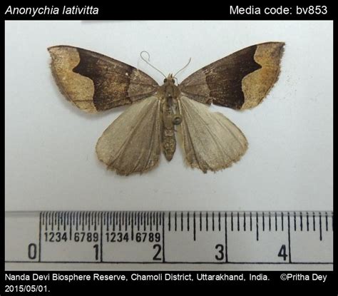 Anonychia lativitta (Moore,1888) - | Moths