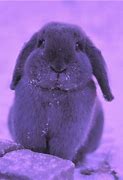 Image result for Cutest Bunny Rabbits