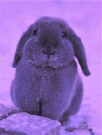 Image result for Cute Baby Rabbit Images