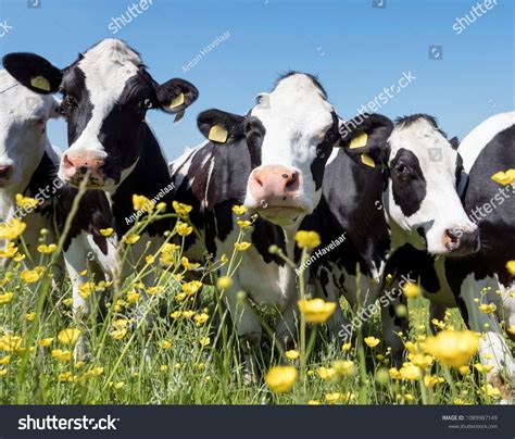 black and white cows come close to yellow spring flowers in dutch green ...