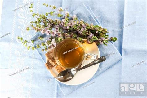 Mentha pulegium infusion, Stock Photo, Picture And Low Budget Royalty ...