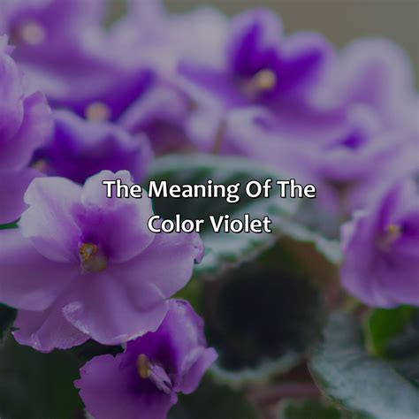 What Does Violet Mean In Literature at Ellie Roseby blog