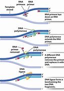 primers 的图像结果