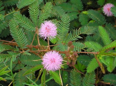 Rare Plant Tree Seeds 100+ Seeds Sensitive Plant Seeds Touch Me Not ...