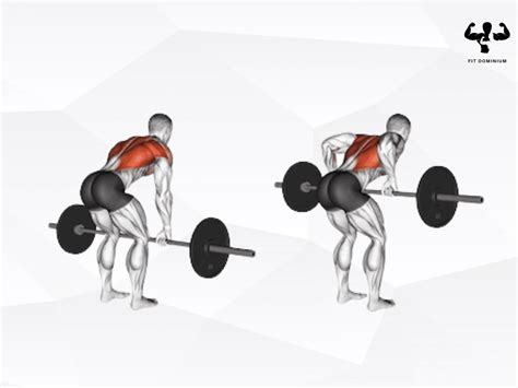 Bent Over Barbell Row: How To & Benefits – FitDominium