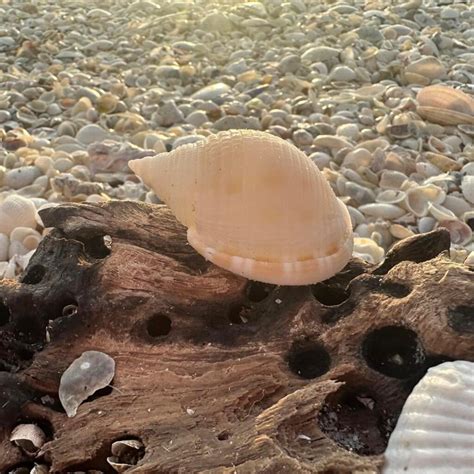 The Enchanting World of Scotch Bonnet Shells Nature's Masterpieces ...